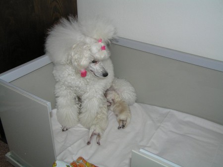 Dorly se štěňátky v boxu 7.den